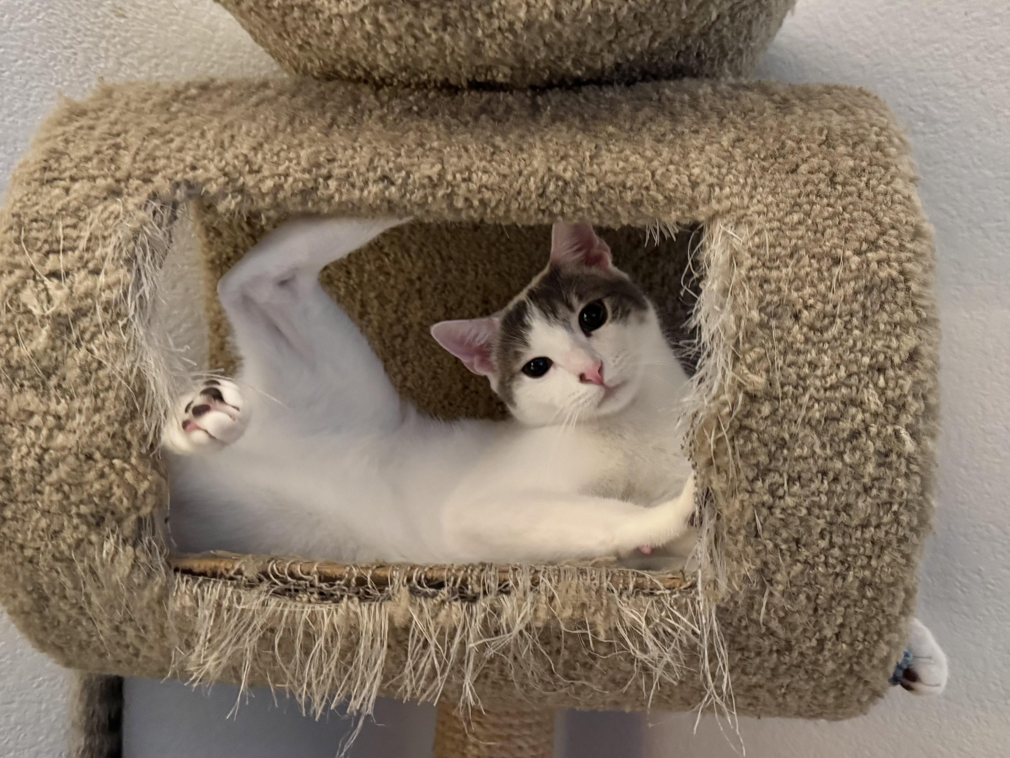 Enlarge Abbot (lap cat), a Adoptable Domestic Short Hair in Oceanside, CA image 5/6