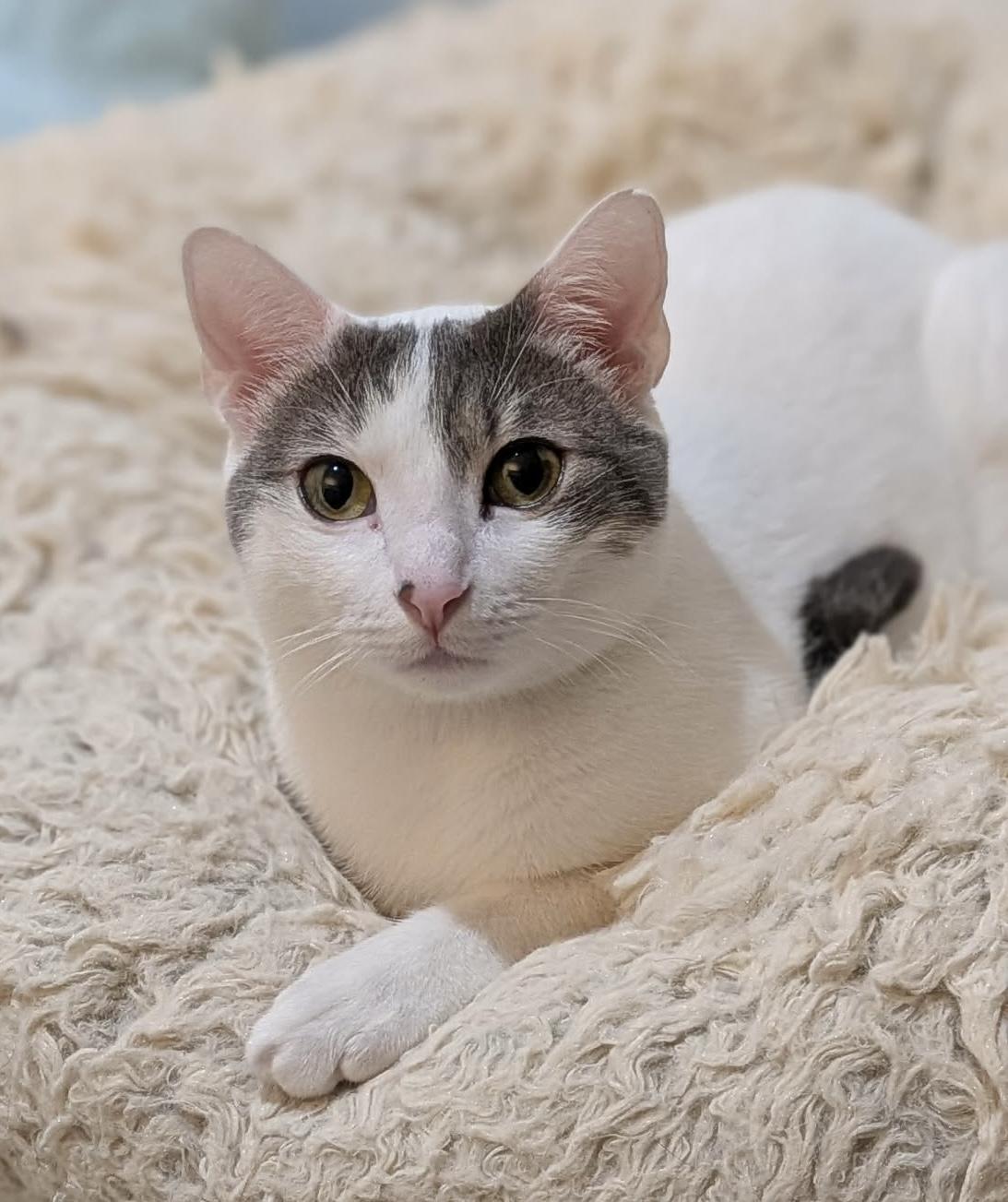 Enlarge Abbot (lap cat), a Adoptable Domestic Short Hair in Oceanside, CA image 4/6