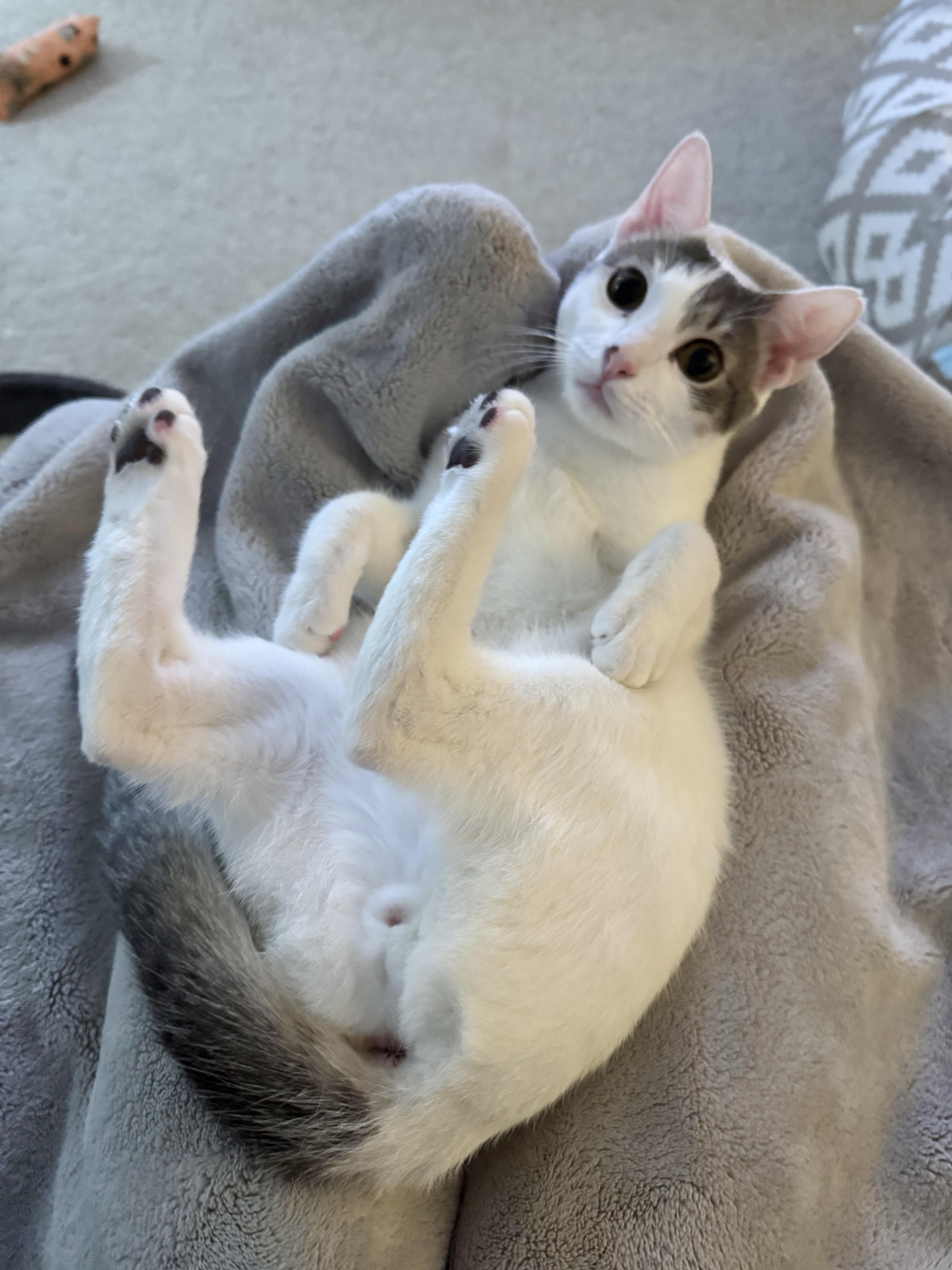 Abbot (lap cat), Adoptable, Young Male Domestic Short Hair.