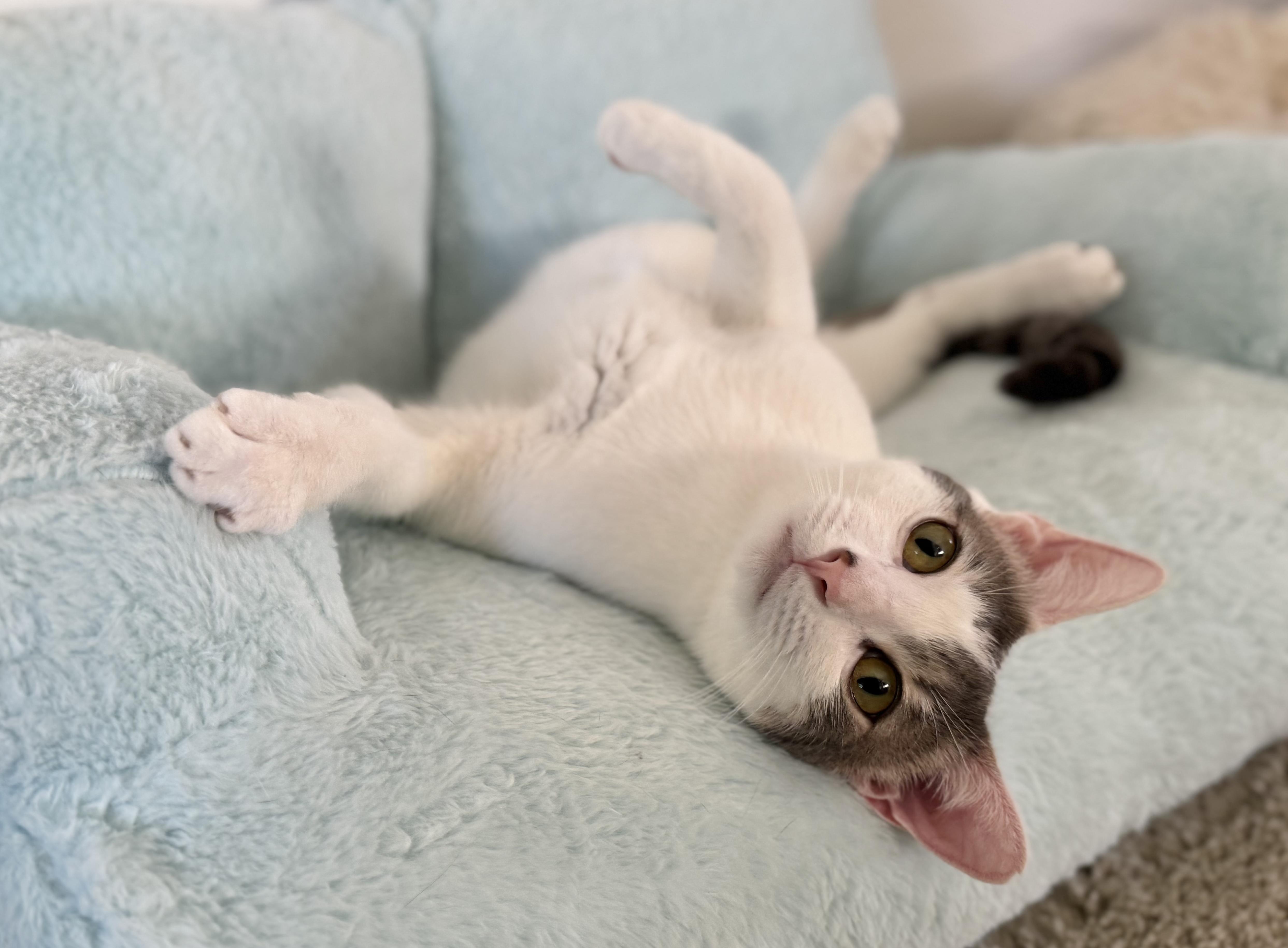 Enlarge Abbot (lap cat), a Adoptable Domestic Short Hair in Oceanside, CA image 2/6