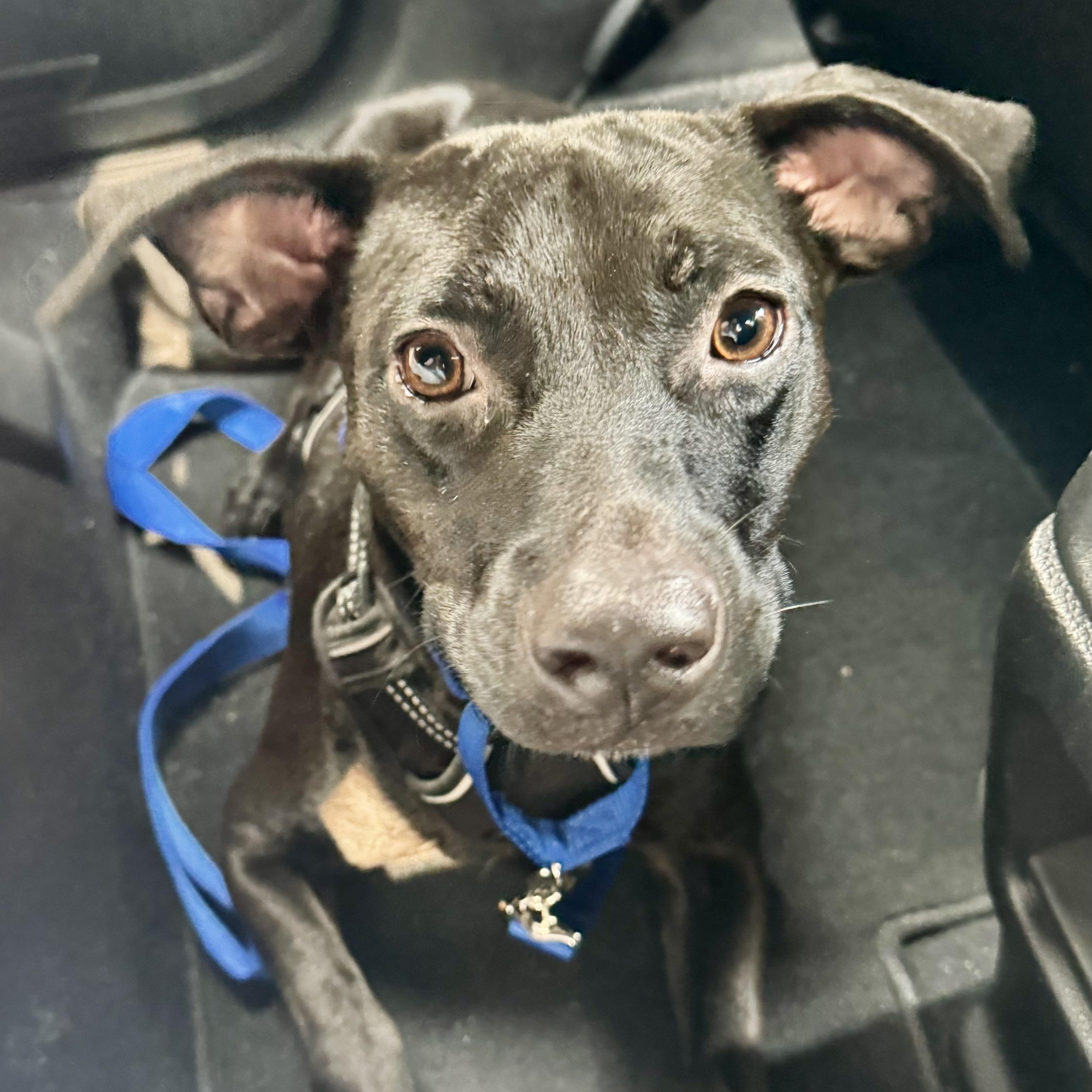 Enlarge Nicky, a Adopted Mixed Breed in Middleboro, MA image 5/6