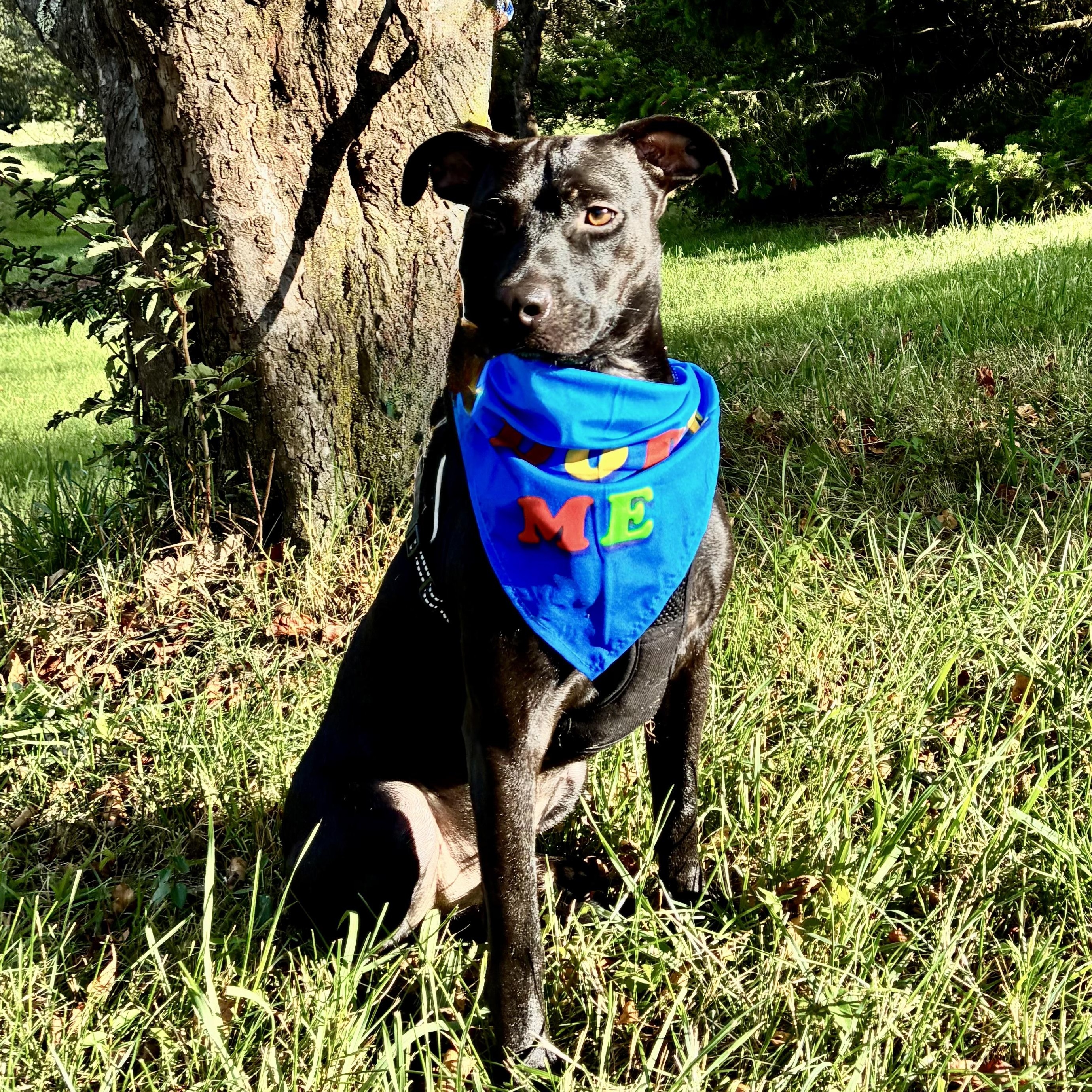 Enlarge Nicky, a Adopted Mixed Breed in Middleboro, MA image 4/6