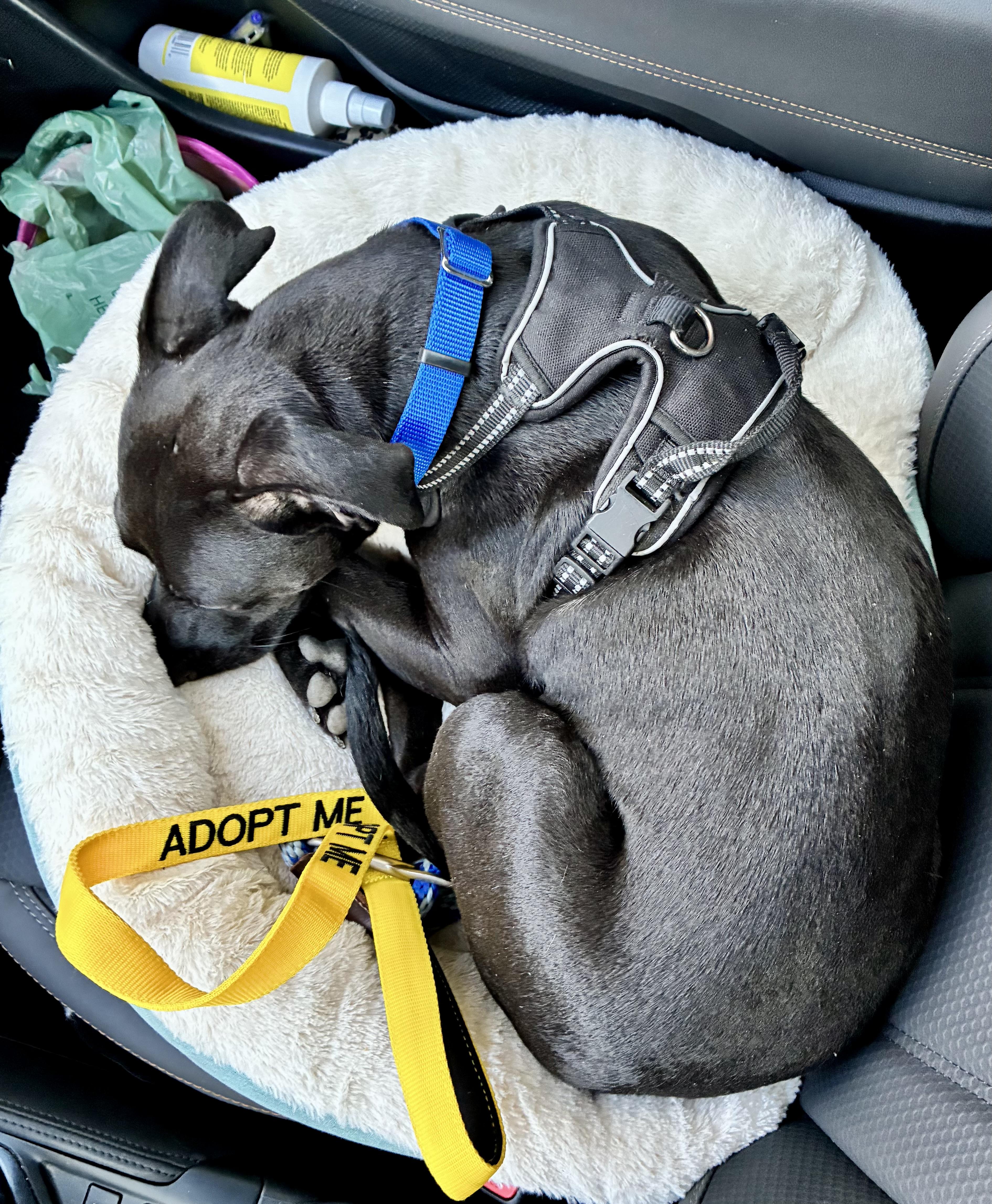 Enlarge Nicky, a Adopted Mixed Breed in Middleboro, MA image 2/6