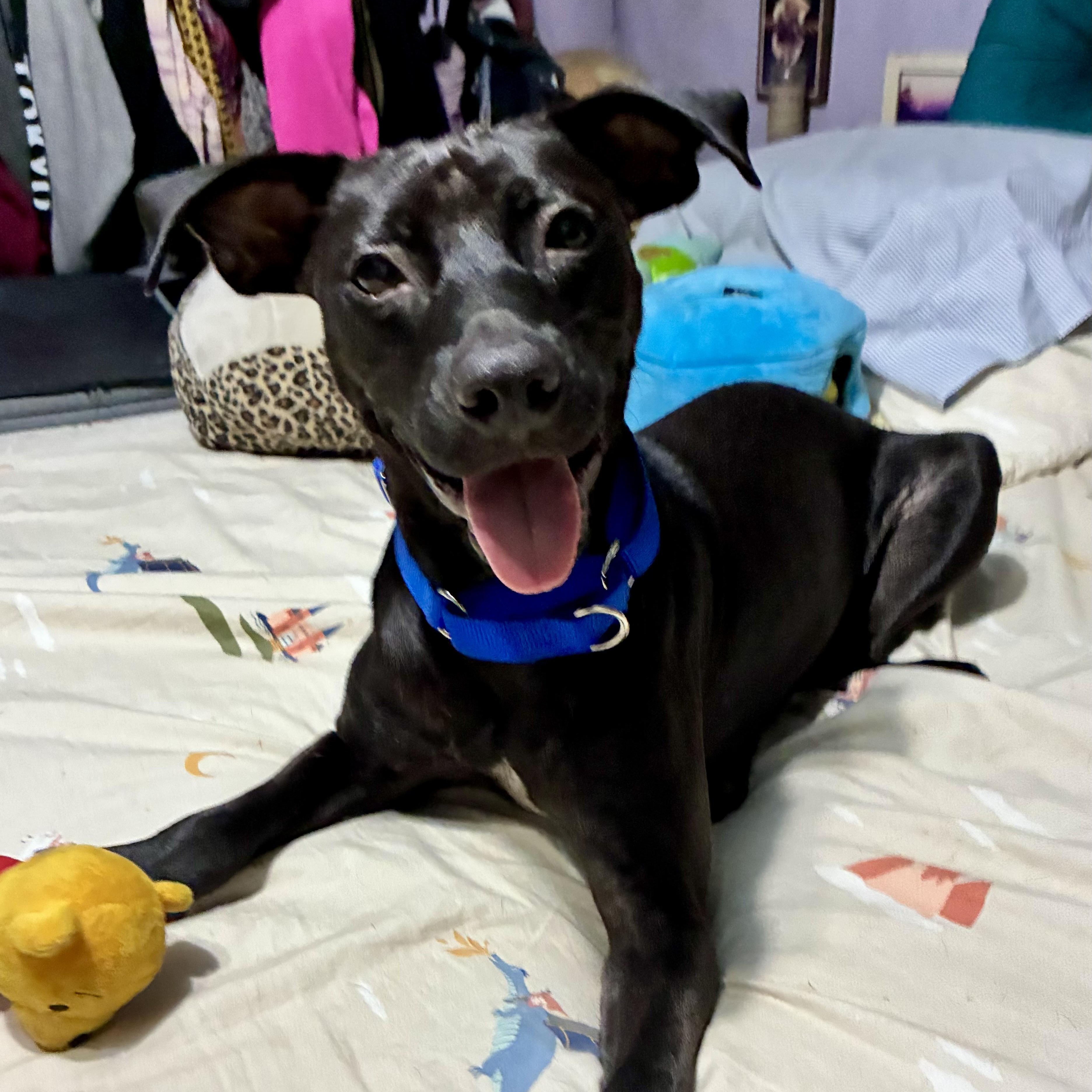 Enlarge Nicky, a Adopted Mixed Breed in Middleboro, MA image 1/6