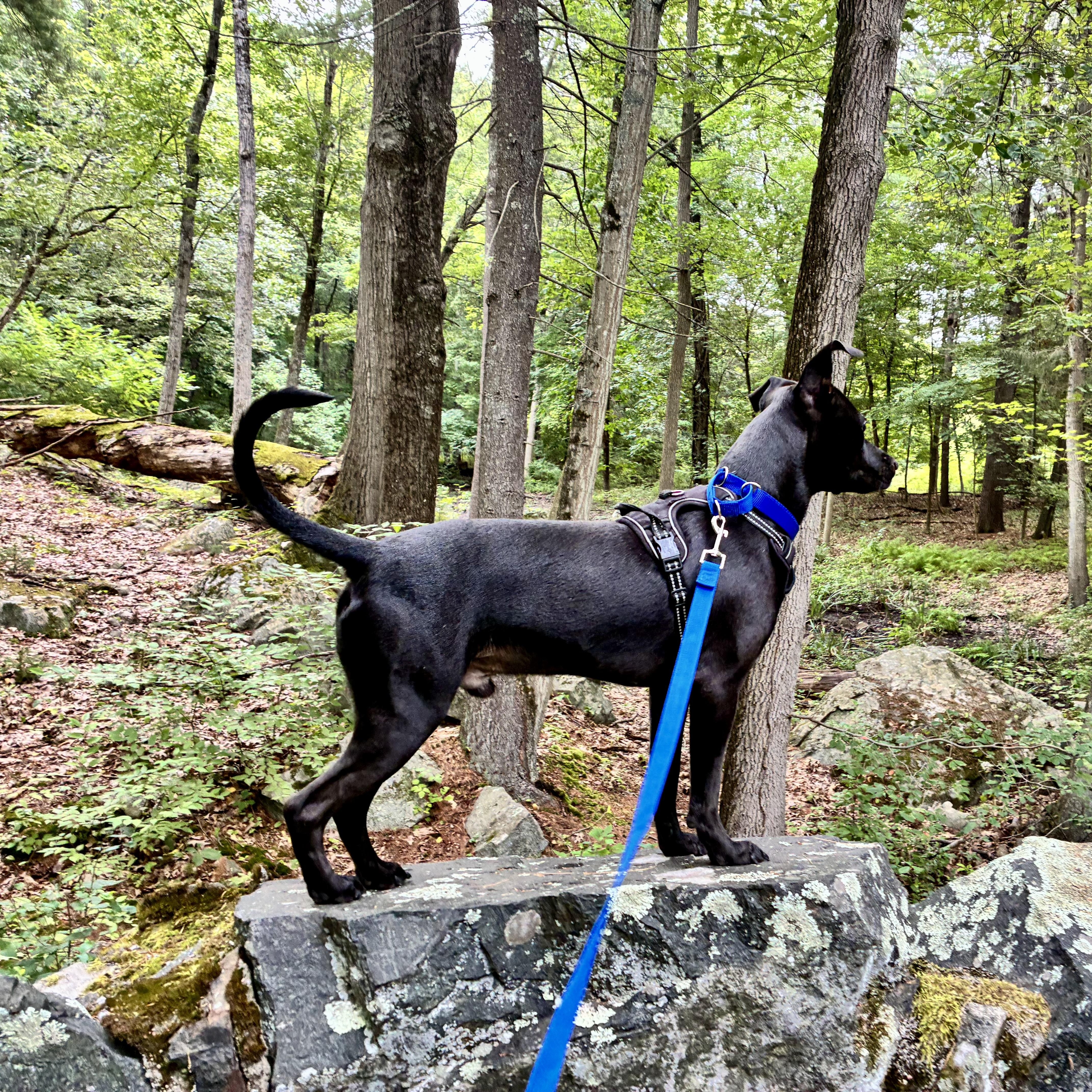 Enlarge Nicky, a Adopted Mixed Breed in Middleboro, MA image 6/6