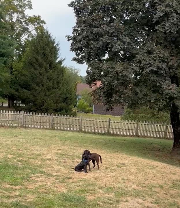 Enlarge Nicky, a Adopted Mixed Breed in Middleboro, MA video 3/6