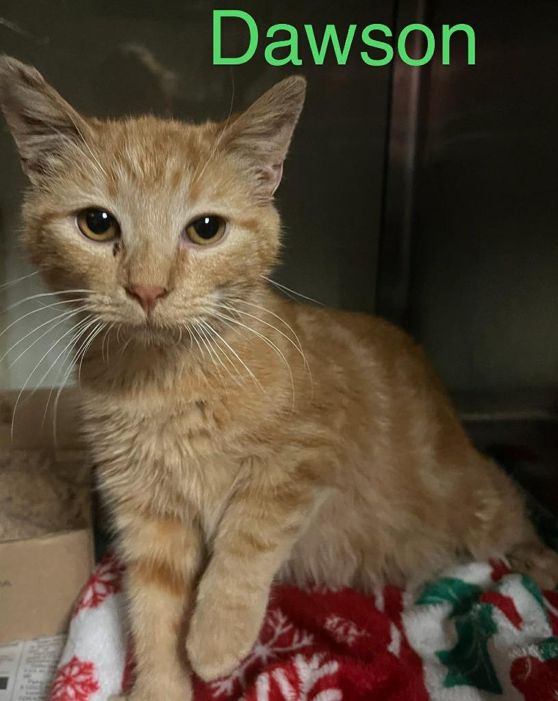 Dawson, Adoptable, Kitten Male Domestic Short Hair.
