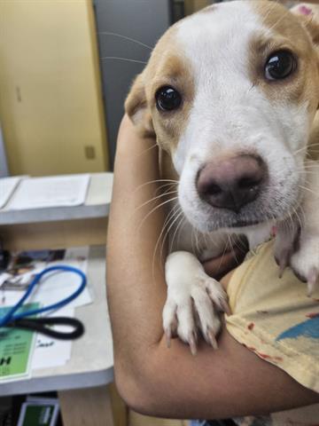 Enlarge A071096, a Adoptable mixed breed in Norfolk, VA image 1/1