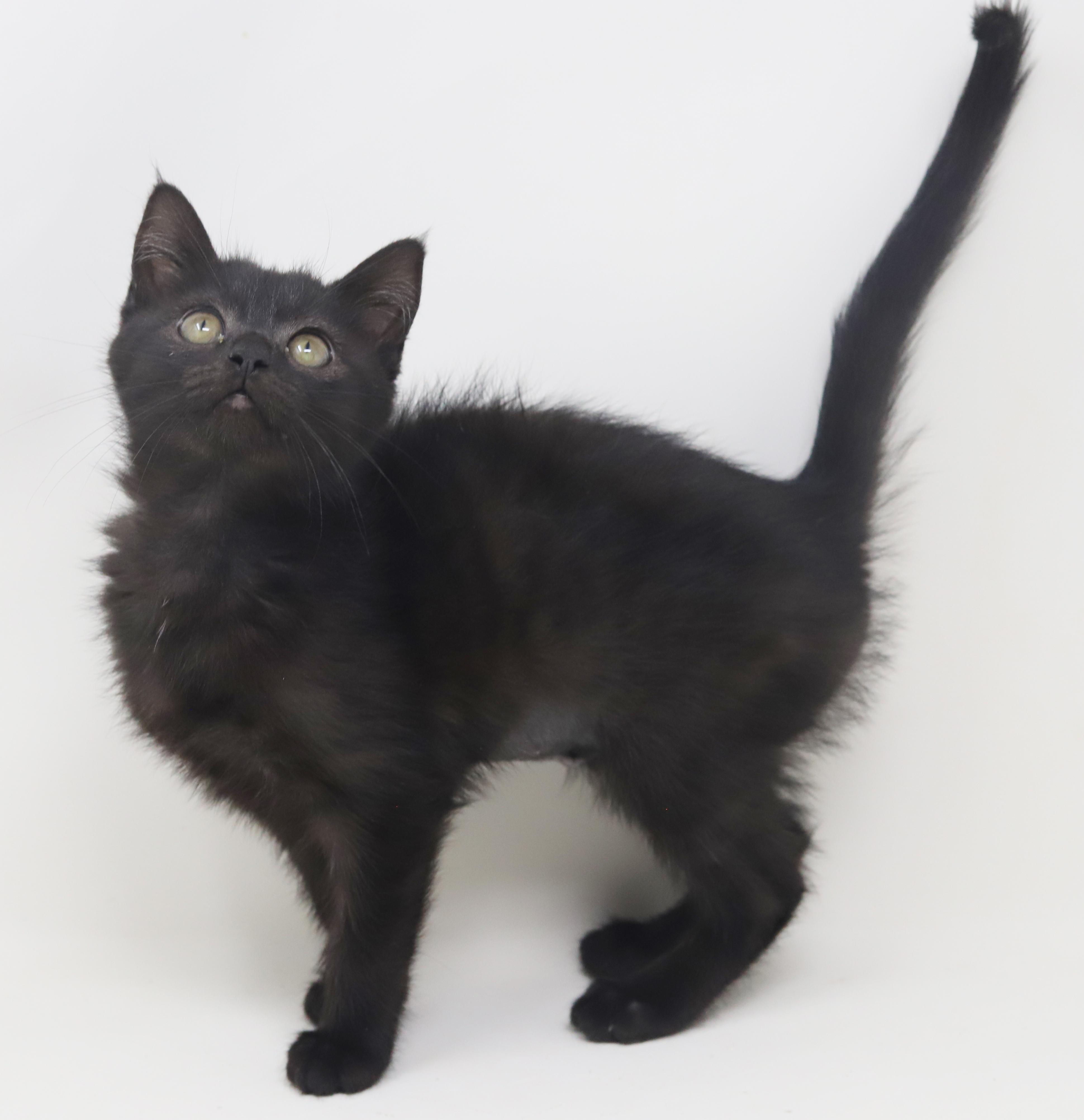 Haven is heaven in ROUND MOON FACED kitten package! , a Adoptable mixed breed in Bedford Hills, NY image 1/6