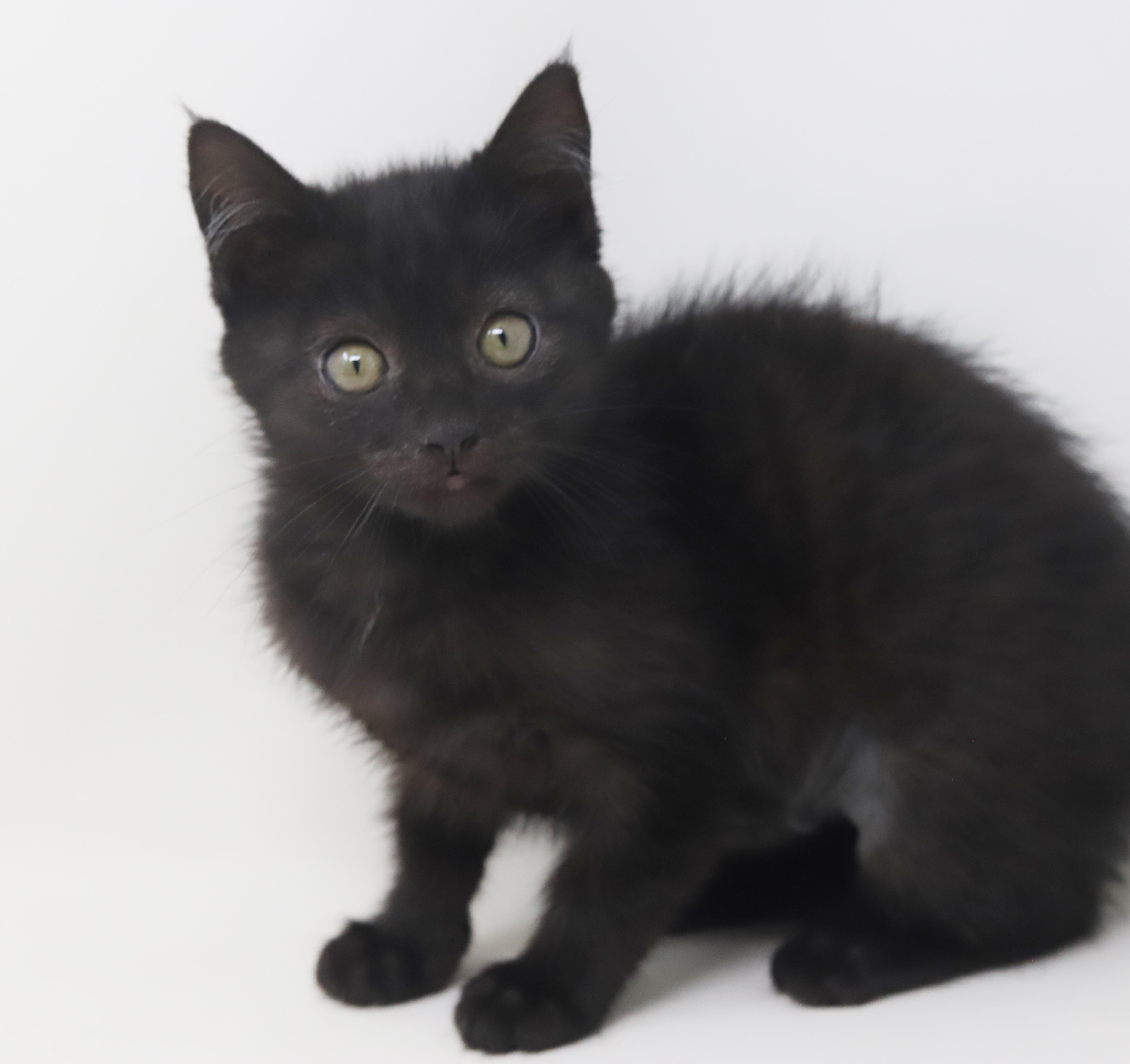 Haven is heaven in ROUND MOON FACED kitten package! , a Adoptable mixed breed in Bedford Hills, NY image 2/6