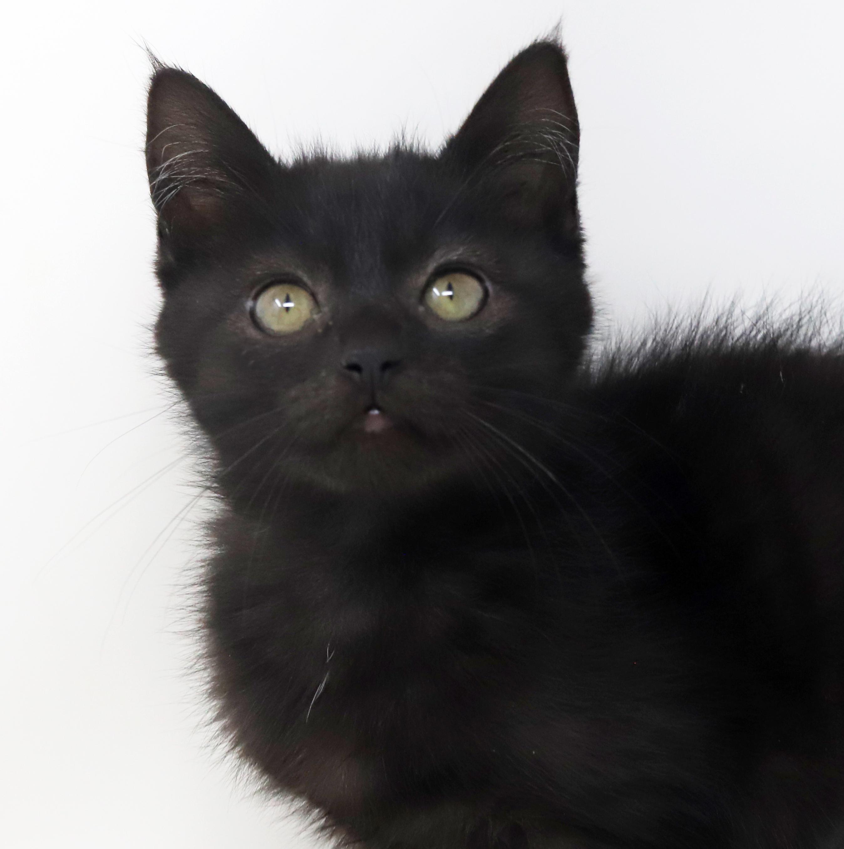 Haven is heaven in ROUND MOON FACED kitten package! , a Adoptable mixed breed in Bedford Hills, NY image 3/6