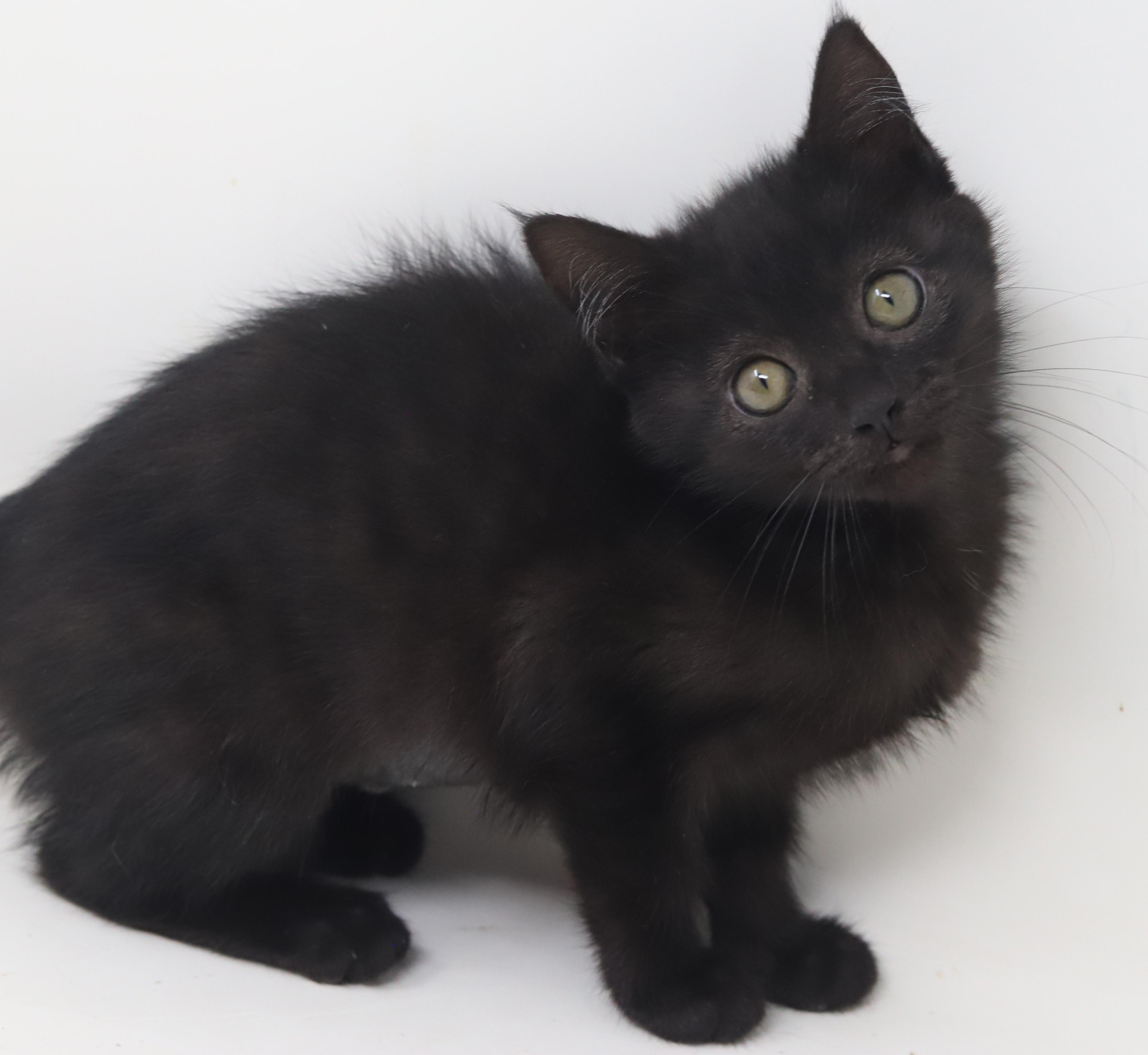 Haven is heaven in ROUND MOON FACED kitten package! , a Adoptable mixed breed in Bedford Hills, NY image 4/6