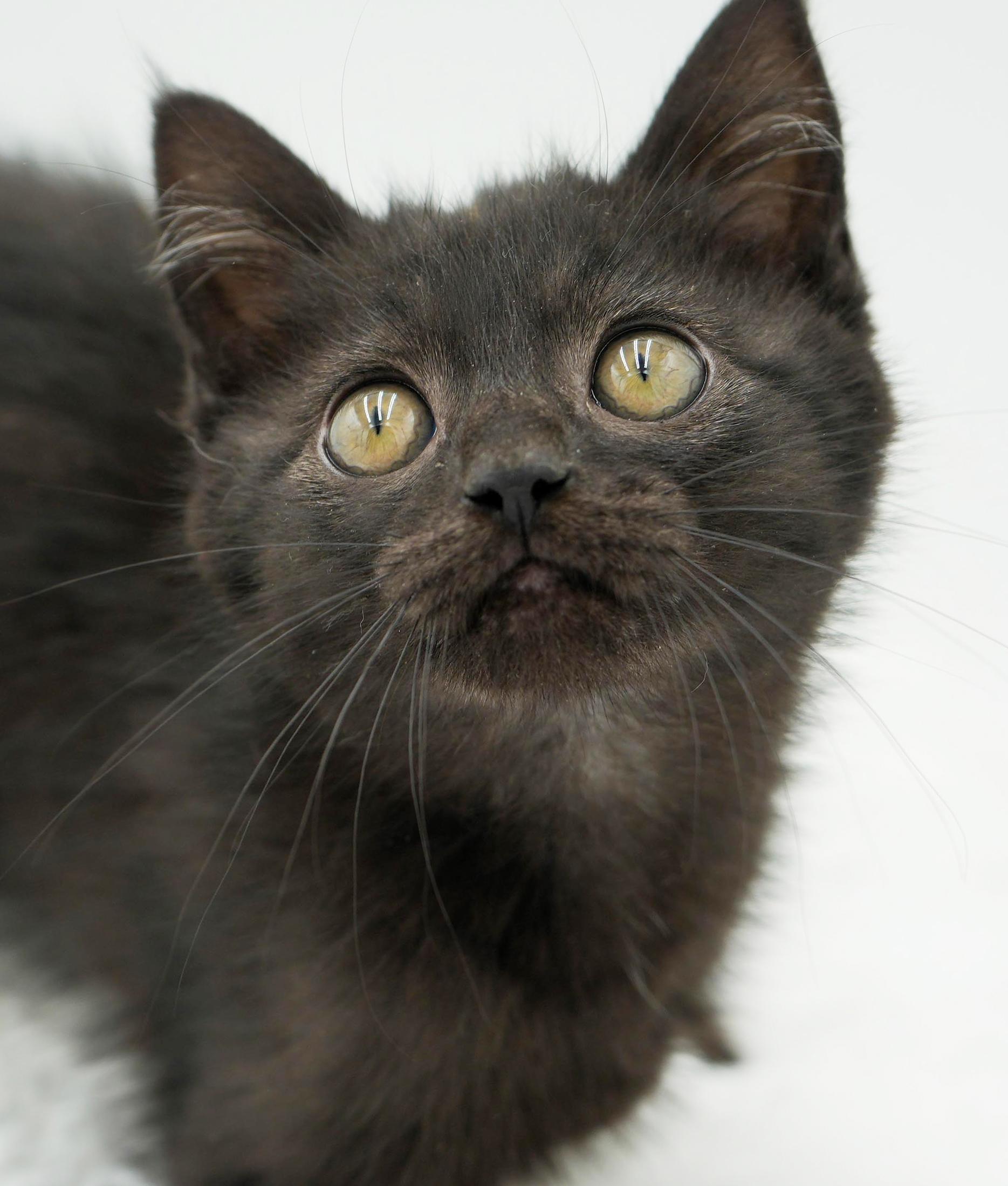 Haven is heaven in ROUND MOON FACED kitten package! , a Adoptable mixed breed in Bedford Hills, NY image 5/6