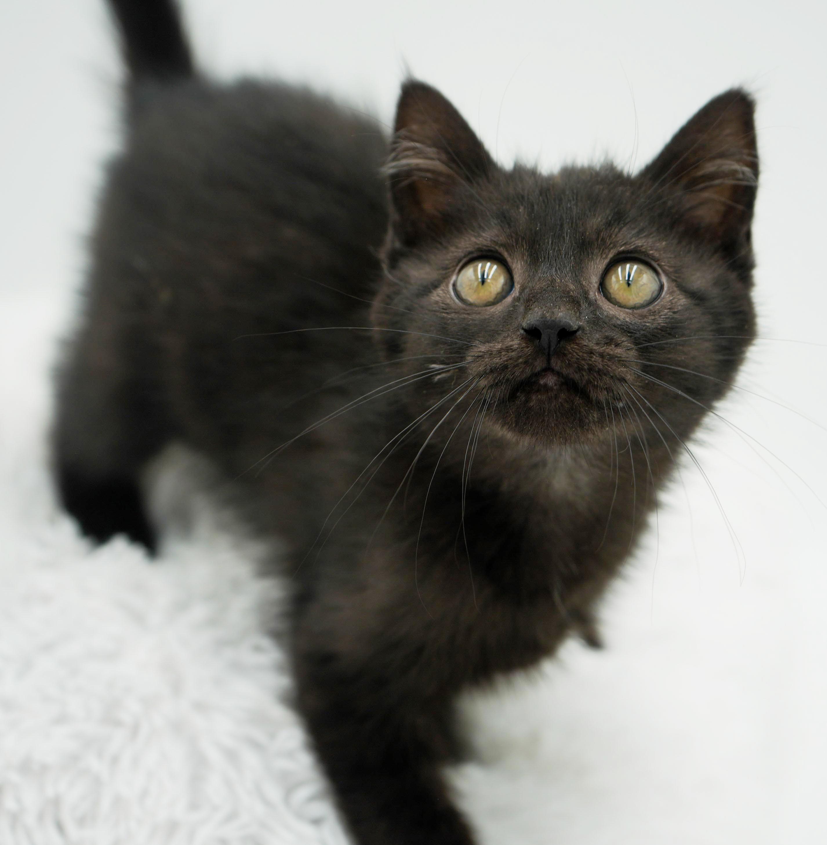 Haven is heaven in ROUND MOON FACED kitten package! , a Adoptable mixed breed in Bedford Hills, NY image 6/6