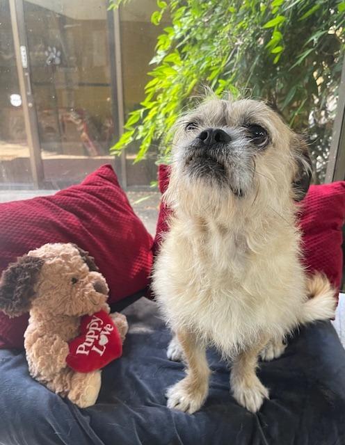 PJ, Adoptable, Adult Male Pug & Terrier.