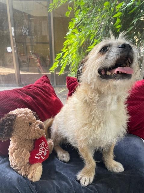 Enlarge PJ, a Adoptable mixed breed in Fort Worth, TX image 2/2