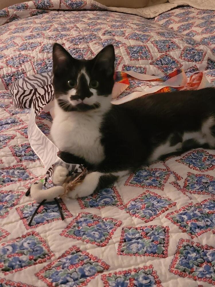 Enlarge Junie B, a Adoptable mixed breed in Little Rock, AR image 1/2