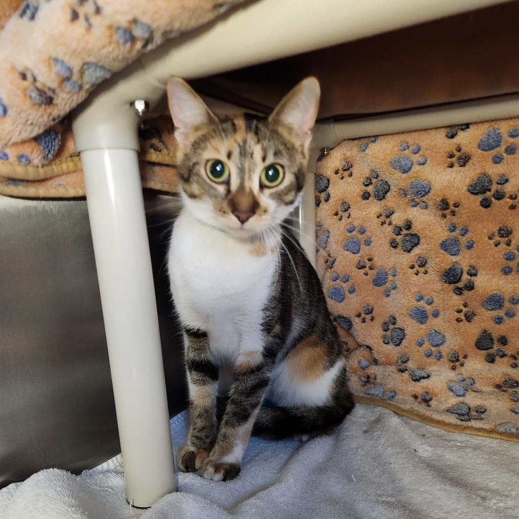 Enlarge Pumpkin, a Adoptable Domestic Short Hair in Fort Wayne, IN image 1/2