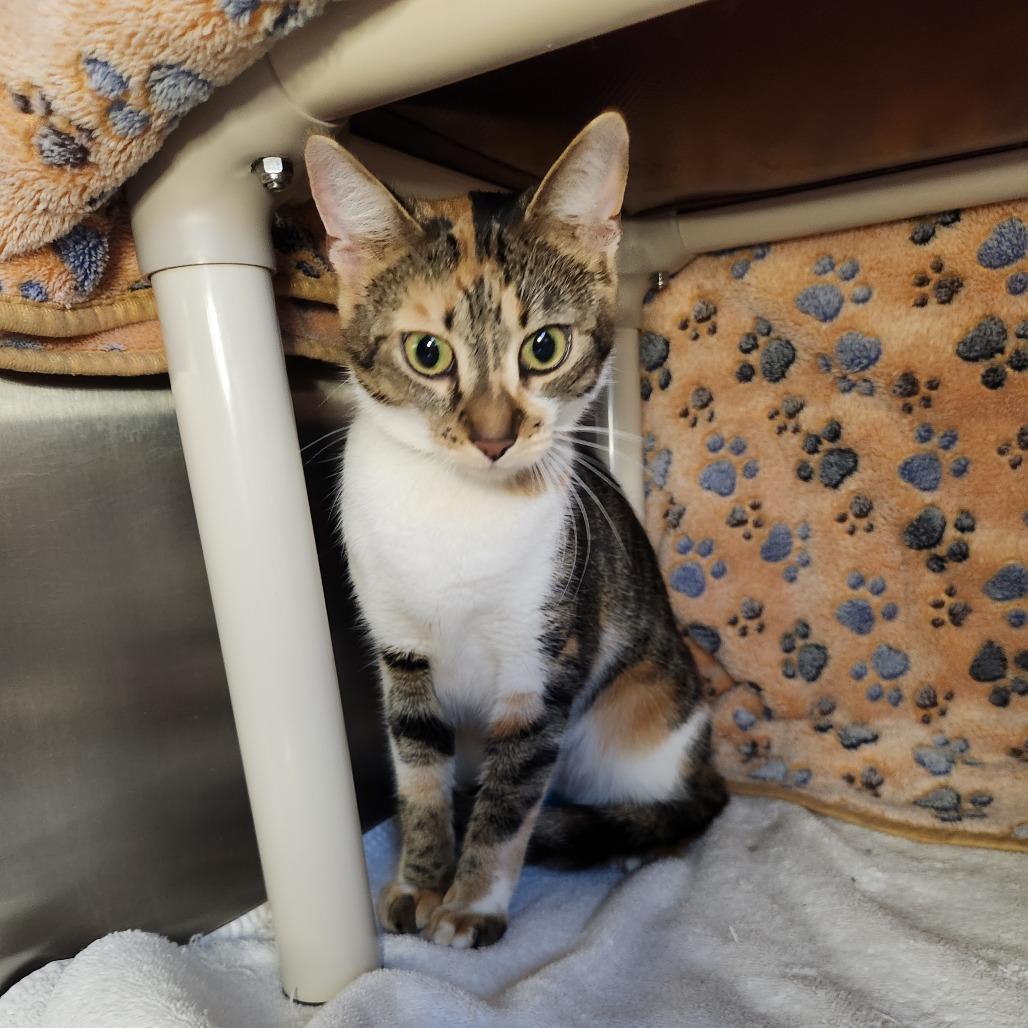 Enlarge Pumpkin, a Adoptable Domestic Short Hair in Fort Wayne, IN image 2/2