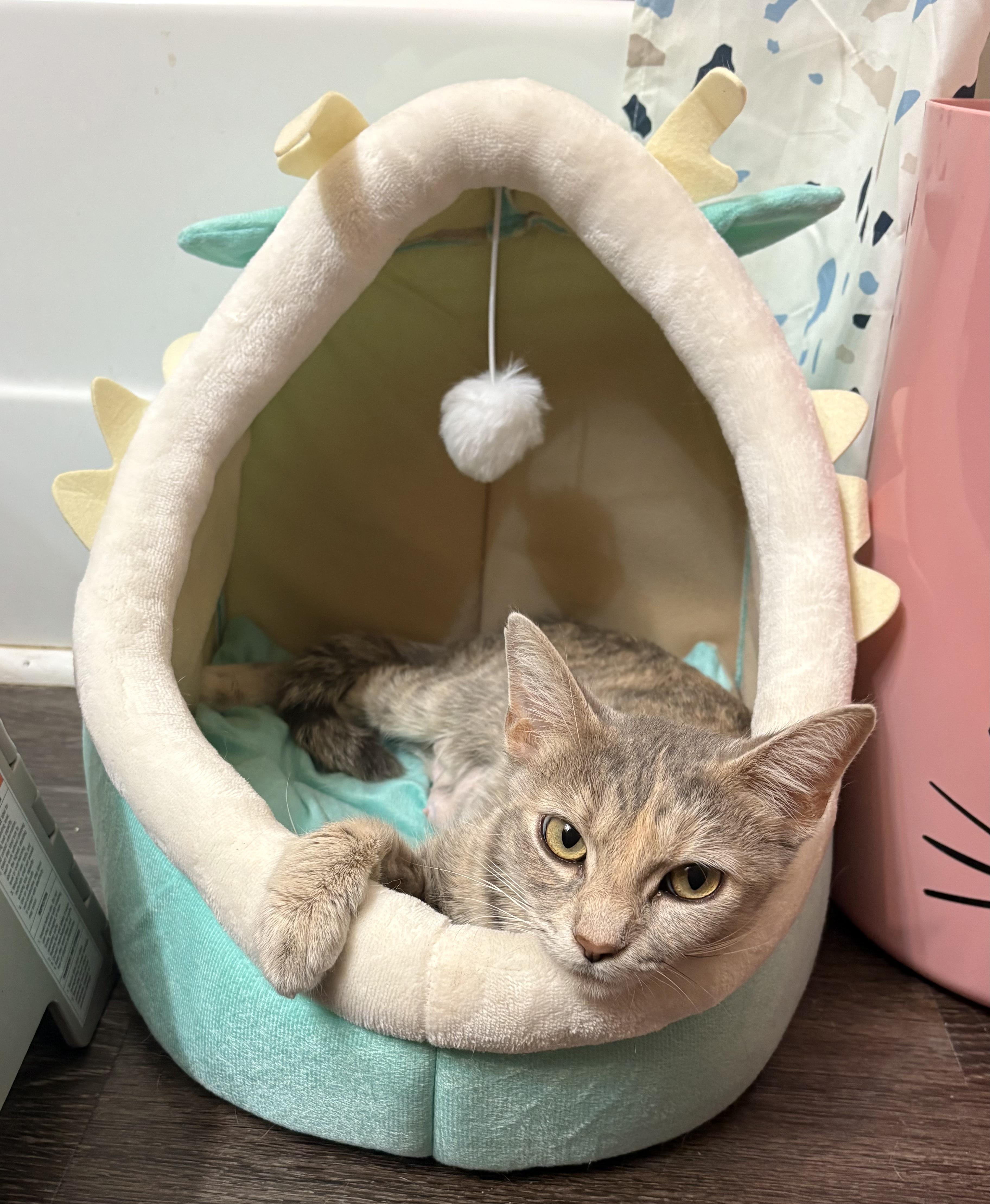 Enlarge JLo, a Adoptable Domestic Short Hair in Greenwood, IN image 1/3