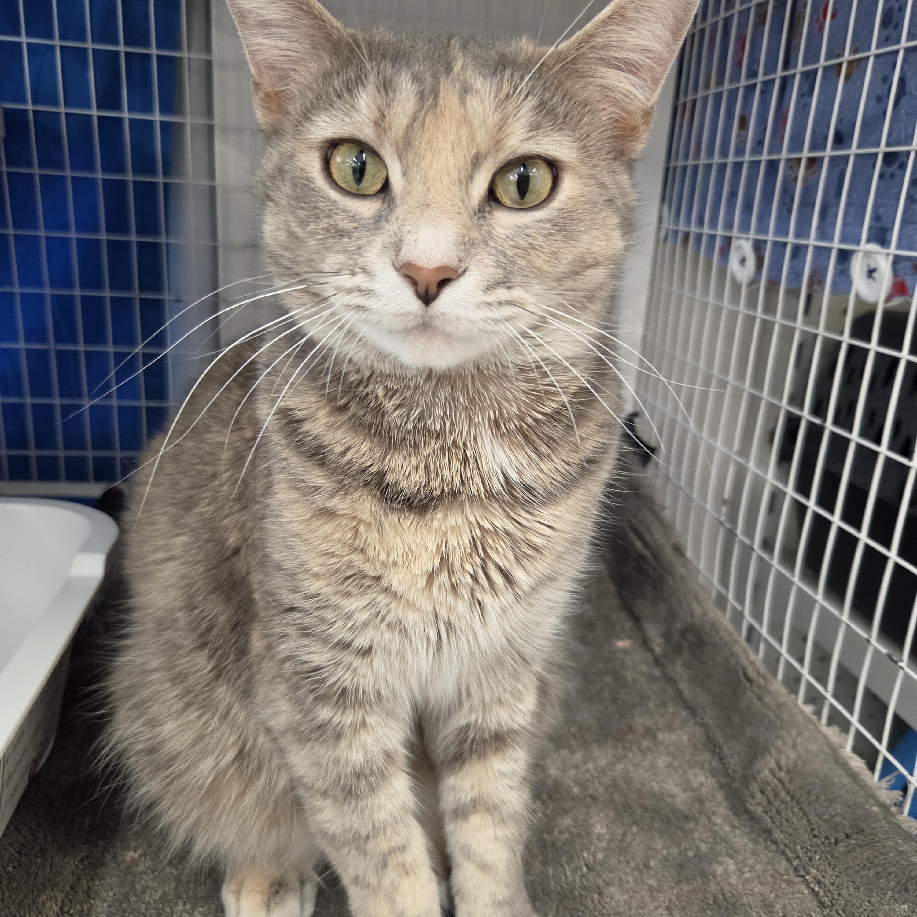 JLo, an adoptable Domestic Short Hair in Indianapolis, IN image 2/6