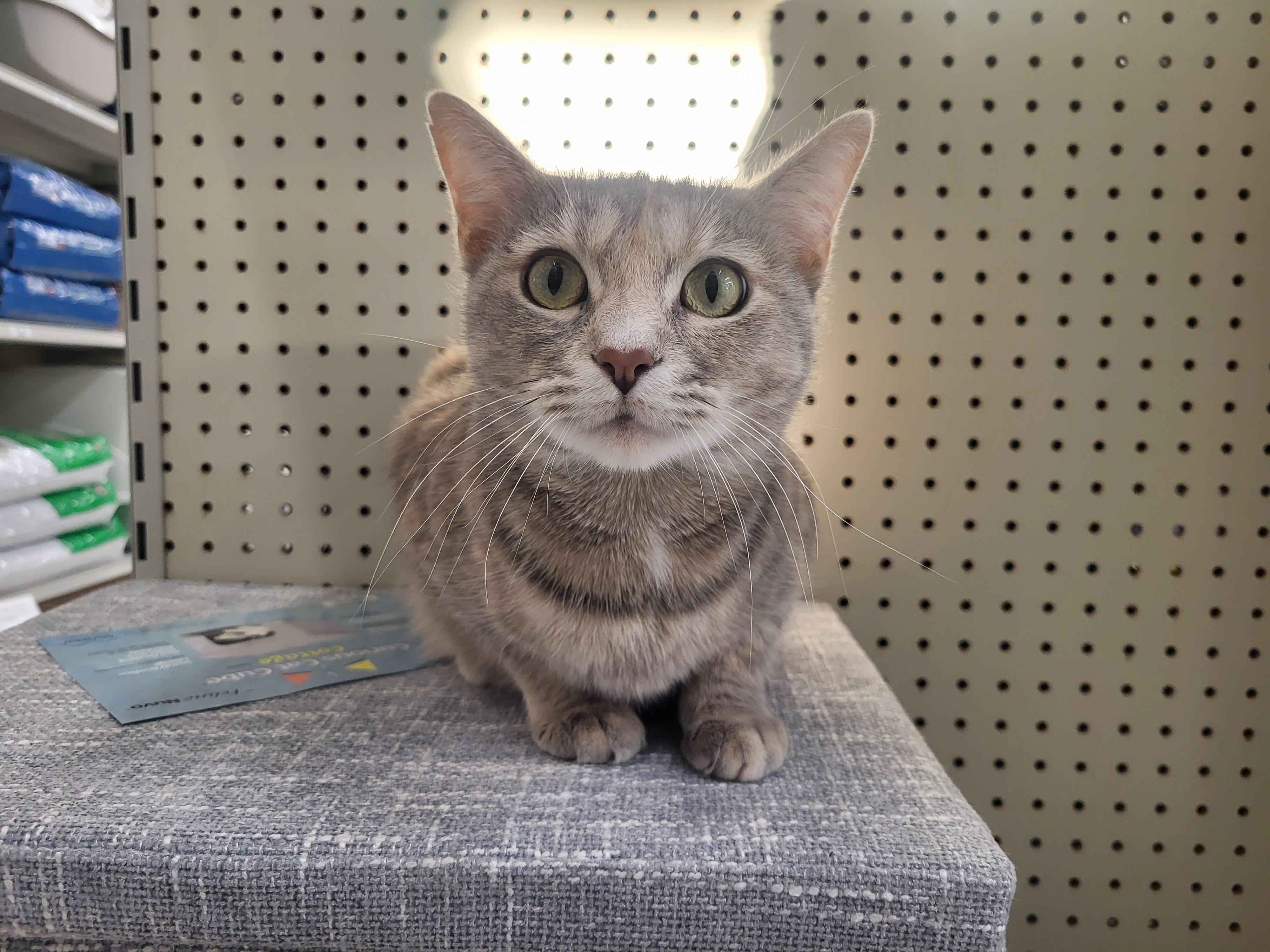 Enlarge JLo, a Adoptable Domestic Short Hair in Indianapolis, IN image 1/5