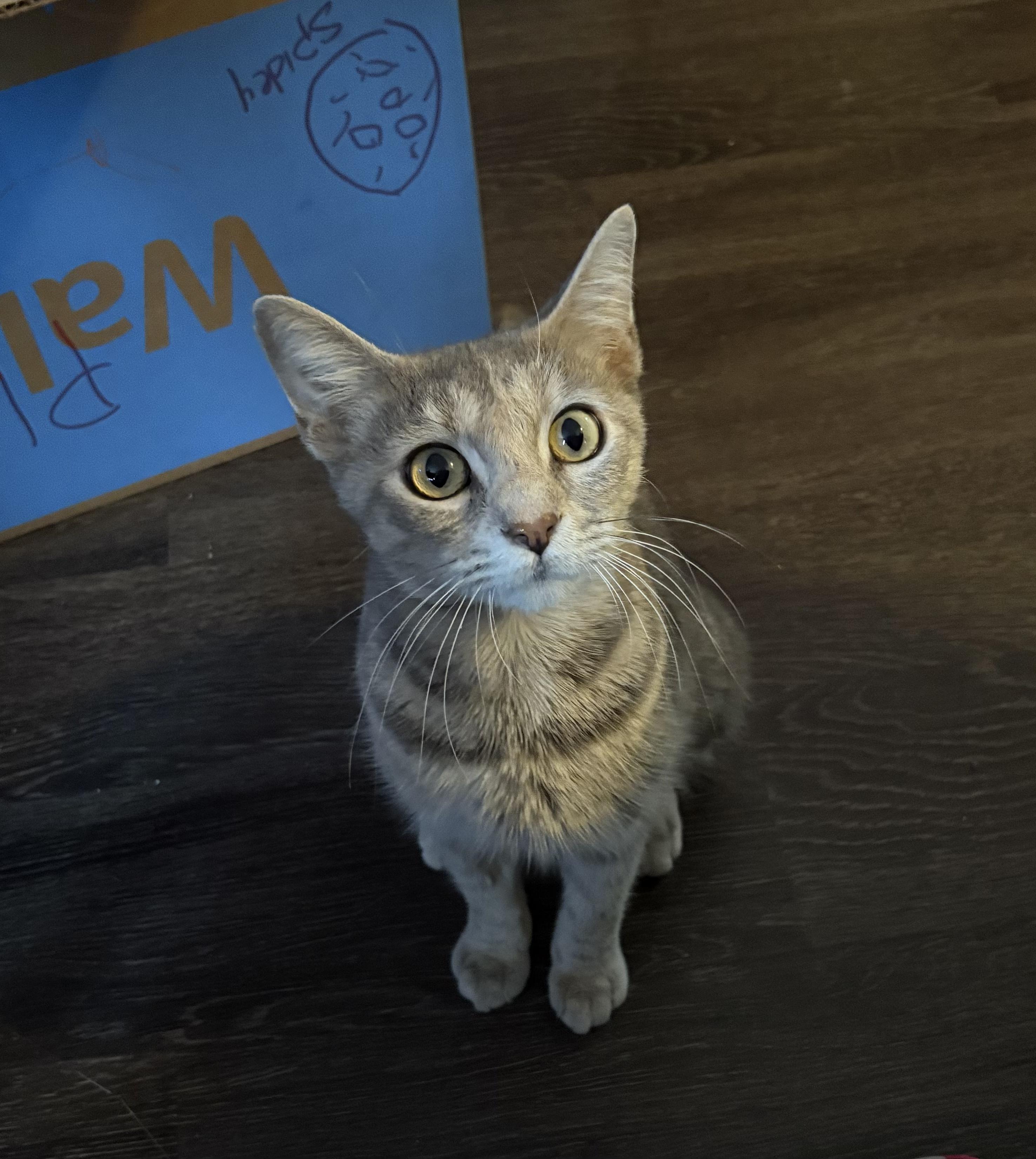 Enlarge JLo, a Adoptable Domestic Short Hair in Greenwood, IN image 2/3