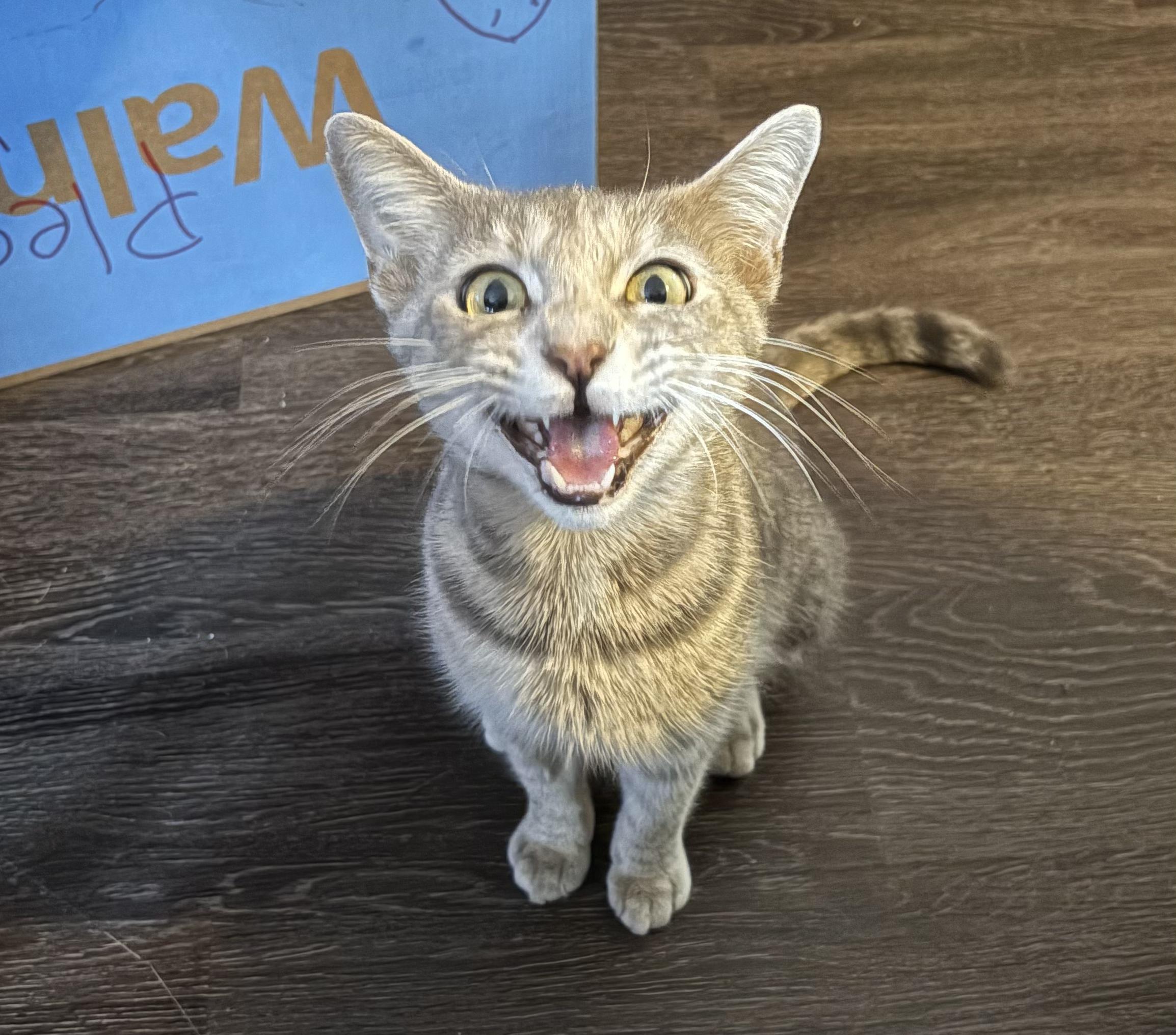 Enlarge JLo, a Adoptable Domestic Short Hair in Greenwood, IN image 3/3