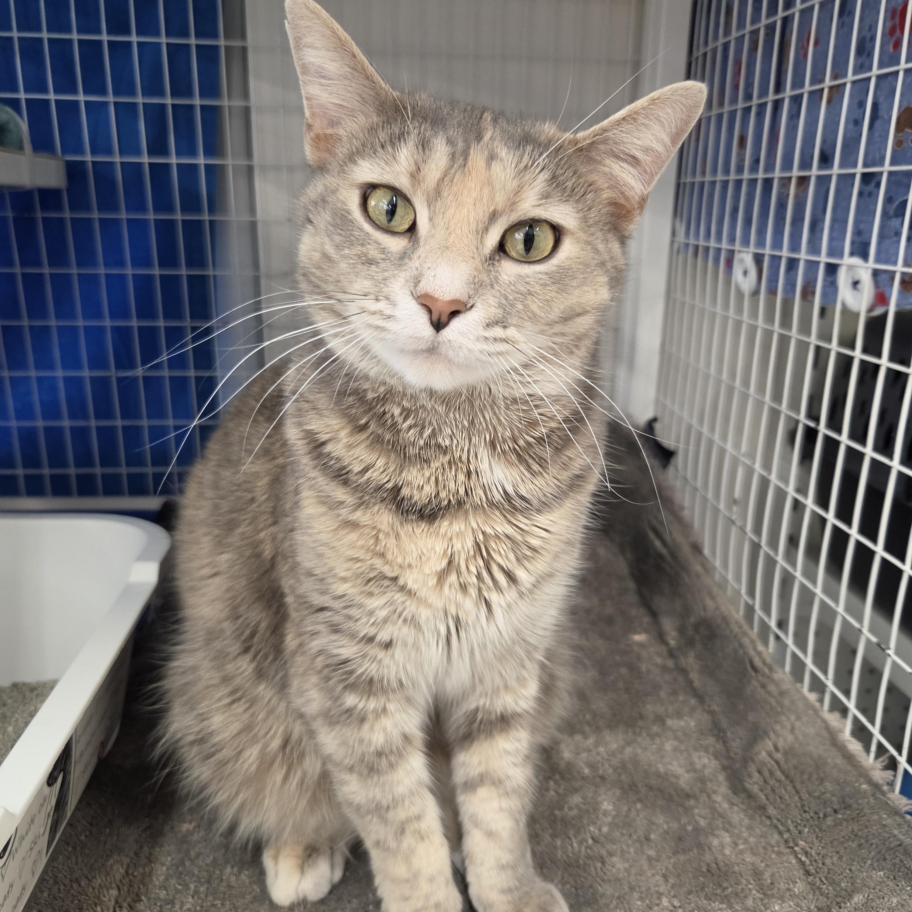 JLo, adoptable, Adult Female Domestic Short Hair.