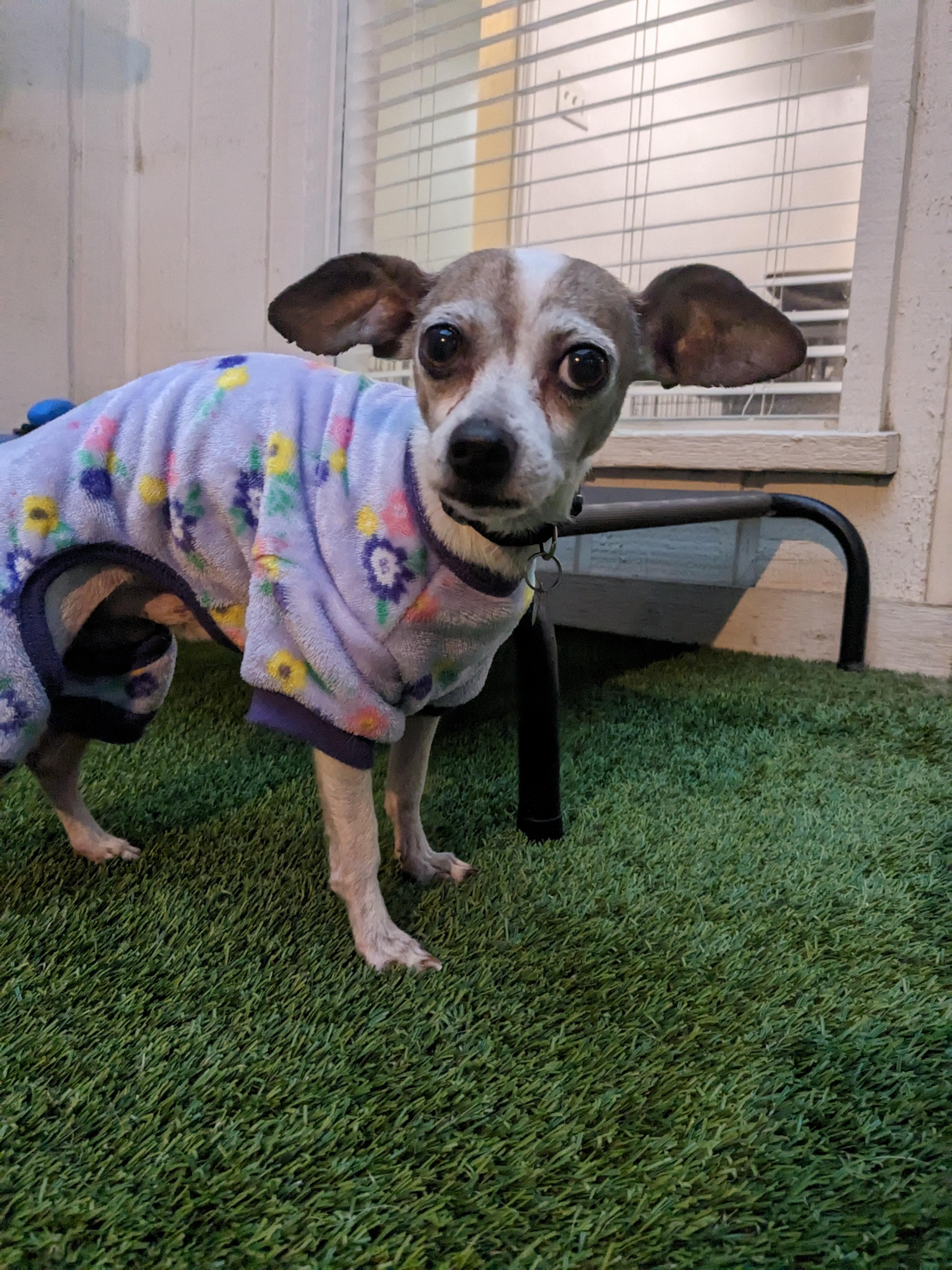 Armando, Adoptable, Senior Male Chihuahua.