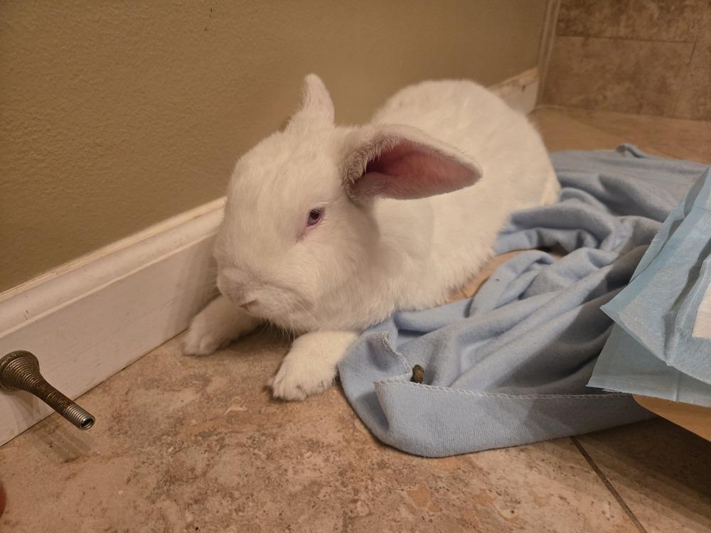 Sal, Adopted, Adult Male Florida White.