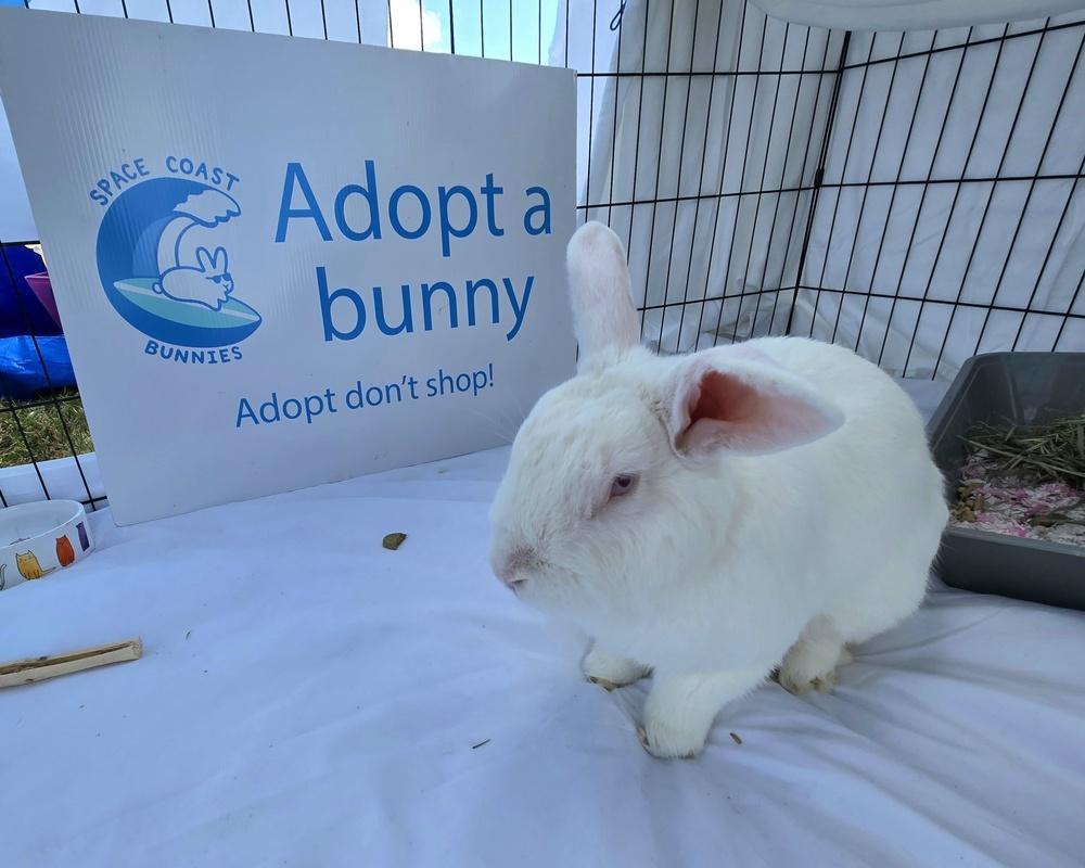 Enlarge Sal, a Adopted Florida White in Melbourne, FL image 3/6