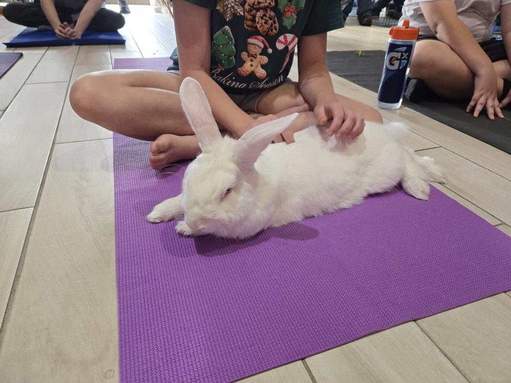 Enlarge Sal, a Adopted Florida White in Melbourne, FL image 4/6