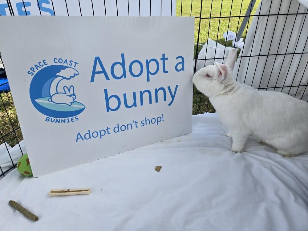 Enlarge Sal, a Adopted Florida White in Melbourne, FL image 5/6