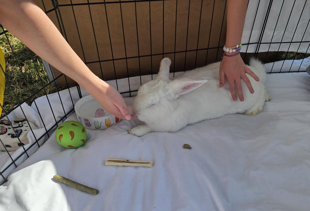 Enlarge Sal, a Adopted Florida White in Melbourne, FL image 6/6