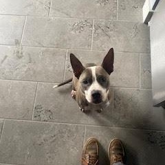 Enlarge Coco (154500) (In a Foster Home), a Adoptable Pit Bull Terrier in Baton Rouge, LA image 3/6