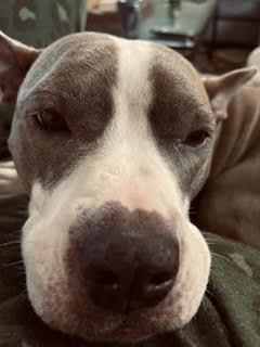 Enlarge Coco (154500) (In a Foster Home), a Adoptable Pit Bull Terrier in Baton Rouge, LA image 2/6