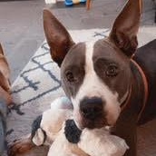 Coco (154500) (In a Foster Home), Adoptable, Adult Female Pit Bull Terrier.