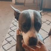 Enlarge Coco (154500) (In a Foster Home), a Adoptable Pit Bull Terrier in Baton Rouge, LA image 6/6