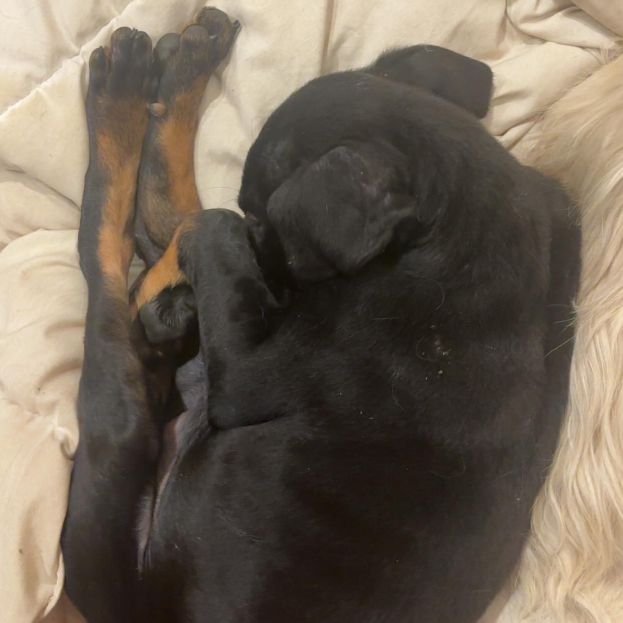 Enlarge Maple, a Adoptable mixed breed in Alma, MI image 1/5