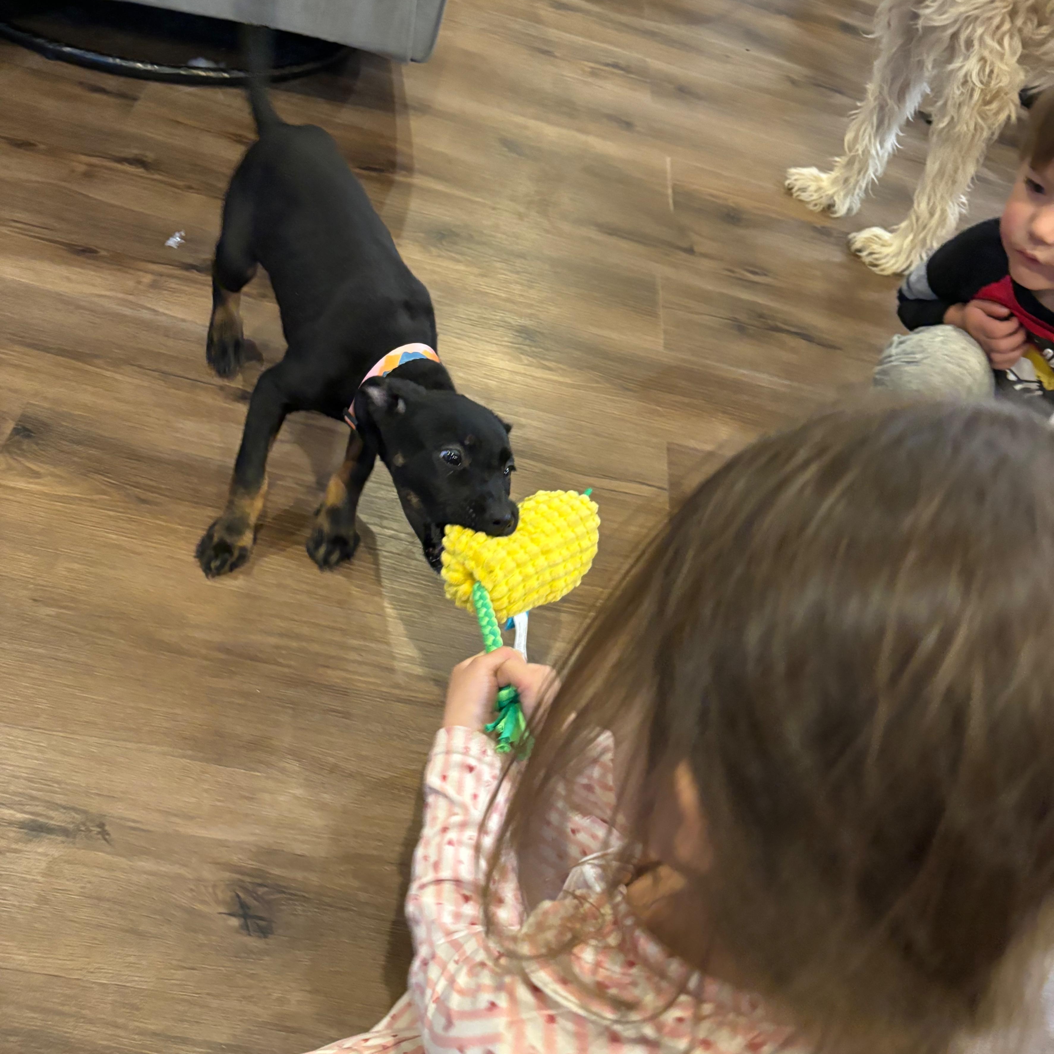 Enlarge Maple, a Adoptable mixed breed in Alma, MI image 2/5