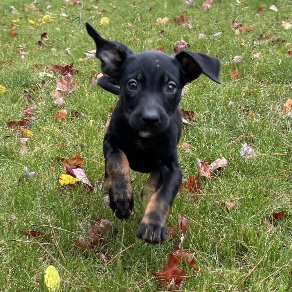 Enlarge Maple, a Adoptable mixed breed in Alma, MI image 3/5