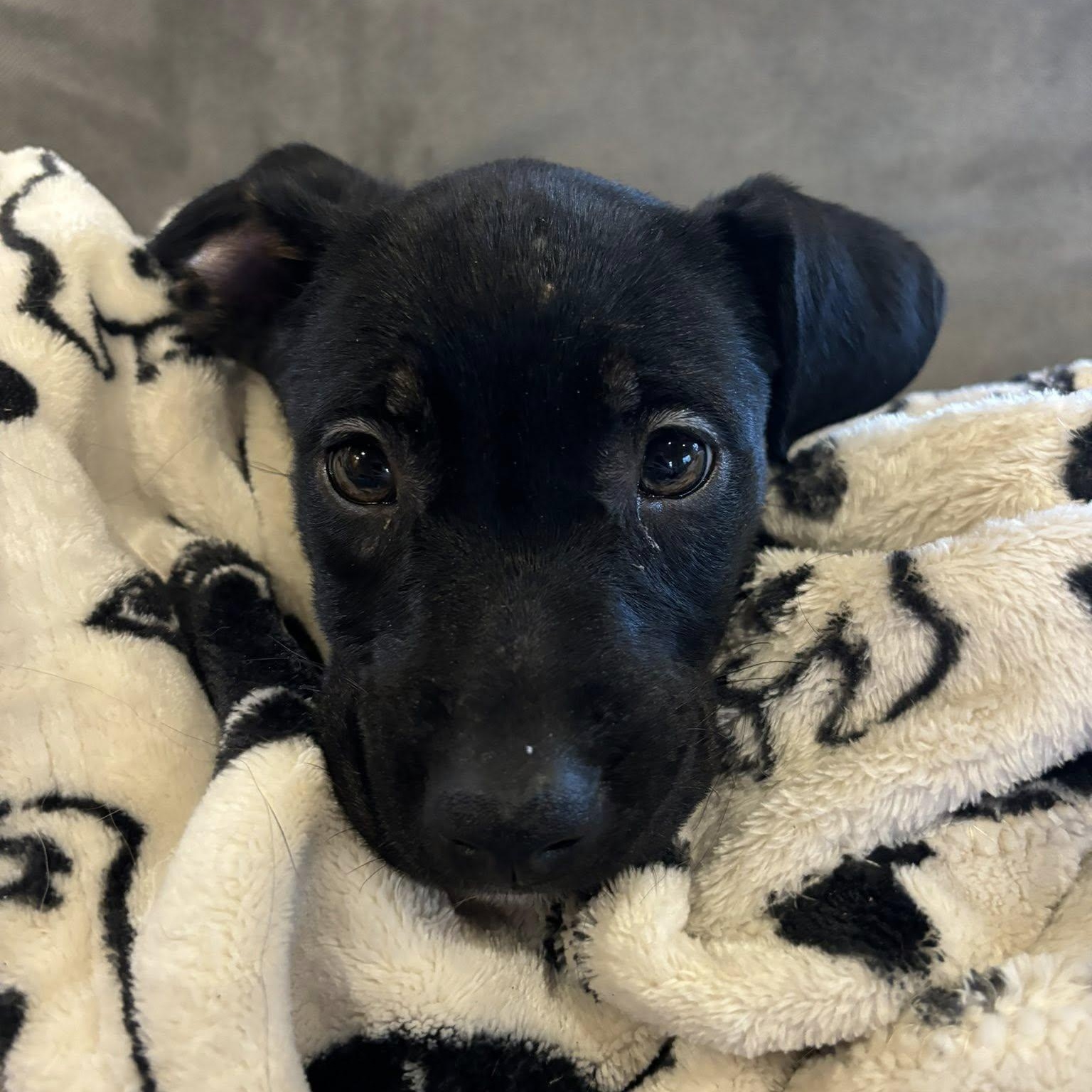 Enlarge Maple, a Adoptable mixed breed in Alma, MI image 4/5