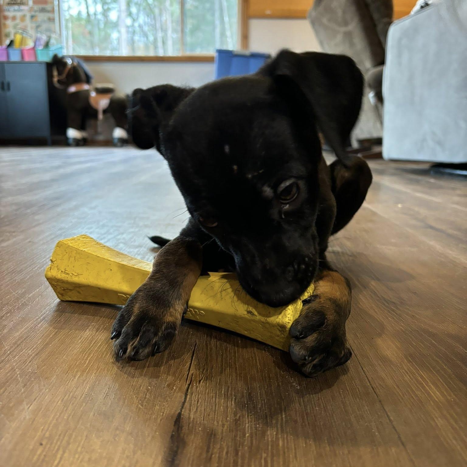 Enlarge Maple, a Adoptable mixed breed in Alma, MI image 5/5