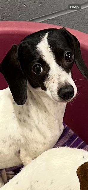 Enlarge LOTTIE         FD, a Adoptable mixed breed in Newaygo, MI image 1/1