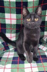 Enlarge 7160 (Bentley), a Adoptable Domestic Short Hair in Lake City, MI image 1/1