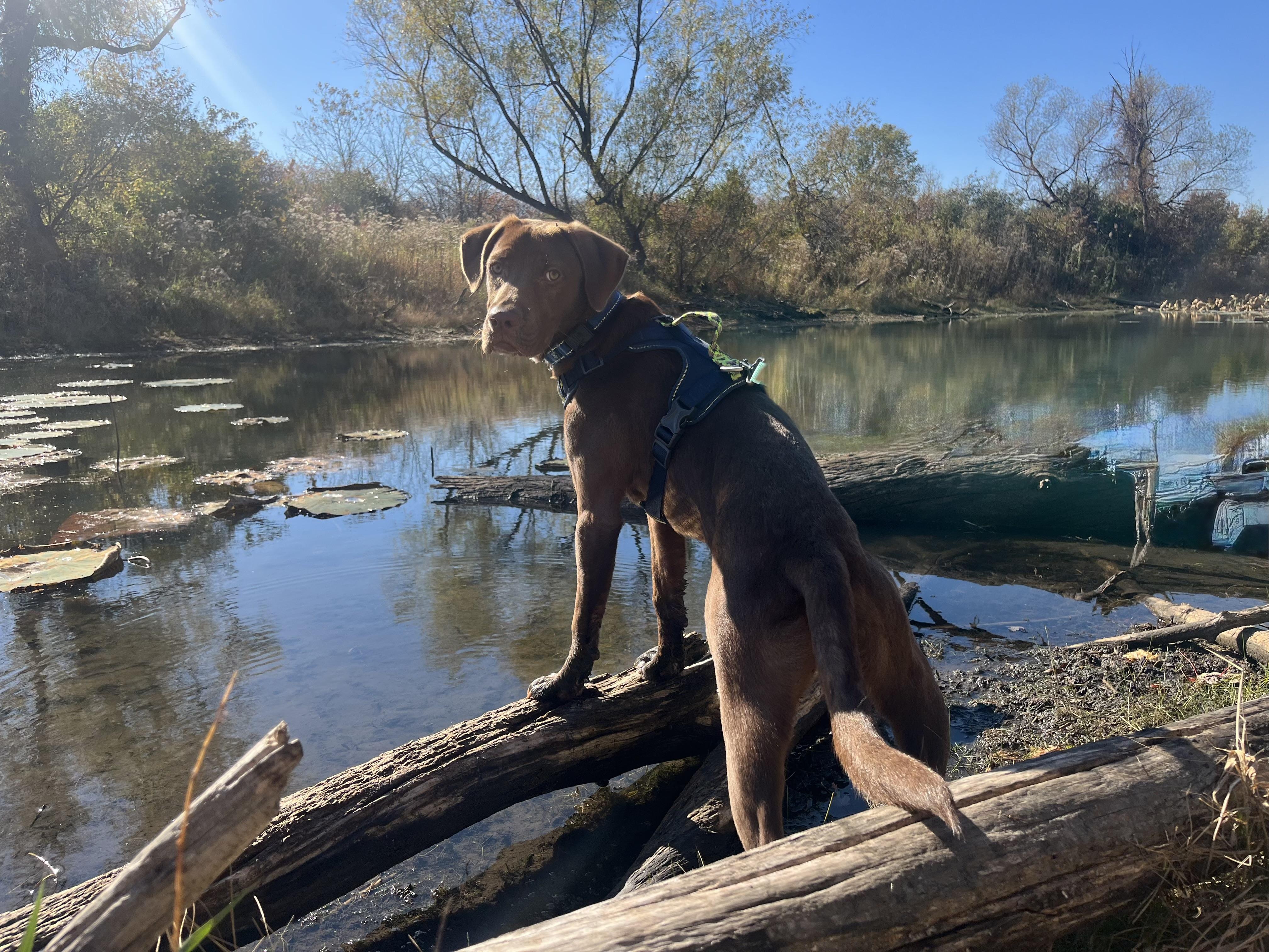 Kermit, an adoption pending mixed breed in Itasca, IL image 5/6