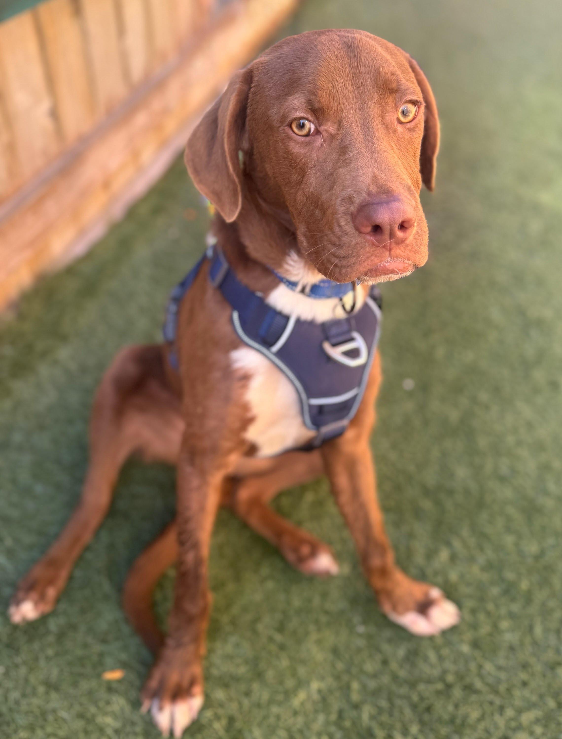 Kermit, an adoption pending mixed breed in Itasca, IL image 2/6