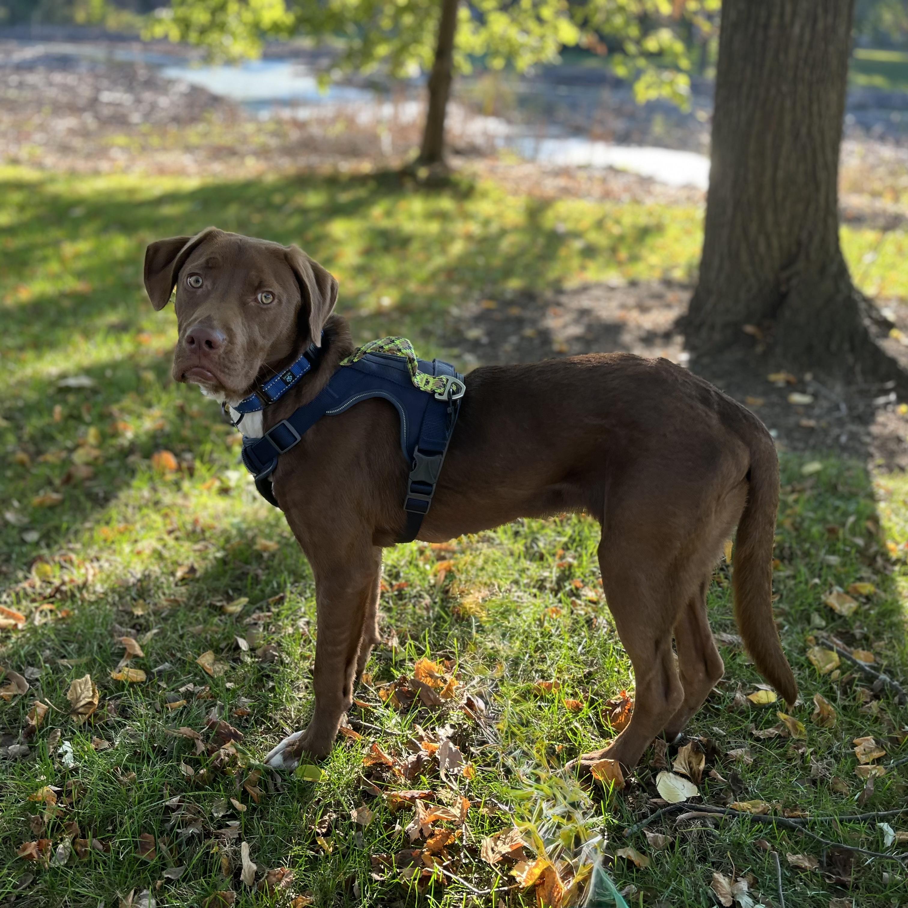 Kermit, an adoption pending mixed breed in Itasca, IL image 4/6