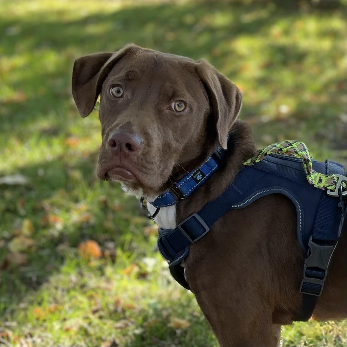 Kermit, Adoptable, Young Male American Staffordshire Terrier & Bulldog.